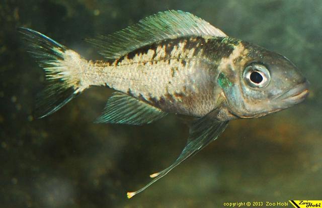 Ophthalmotilapia sp. 'whitecap' Tembwe (Deux)